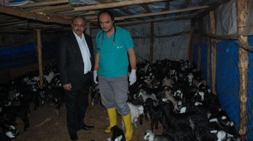 Yeni Doğan Oğlaklar Veteriner Kontrol&uuml;nden Ge&ccedil;iriliyor