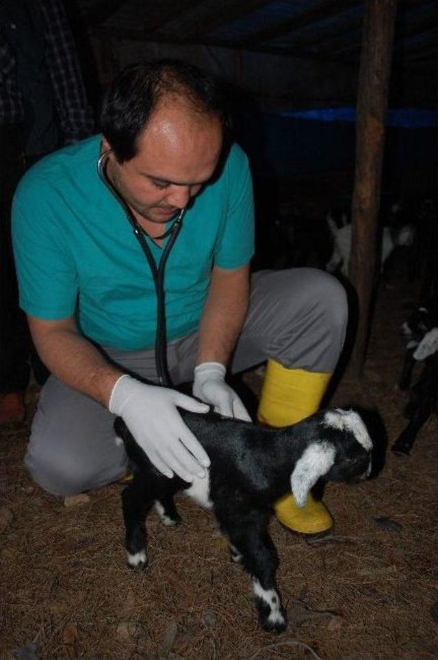 Yeni Doğan Oğlaklar Veteriner Kontrolünden Geçiriliyor