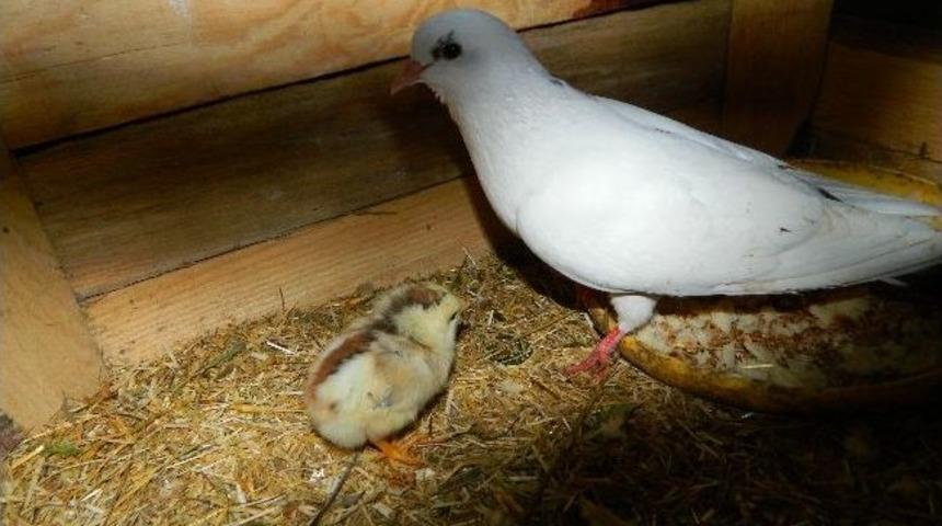 G&uuml;vercin Tavuk Civcivi &Ccedil;ıkardı