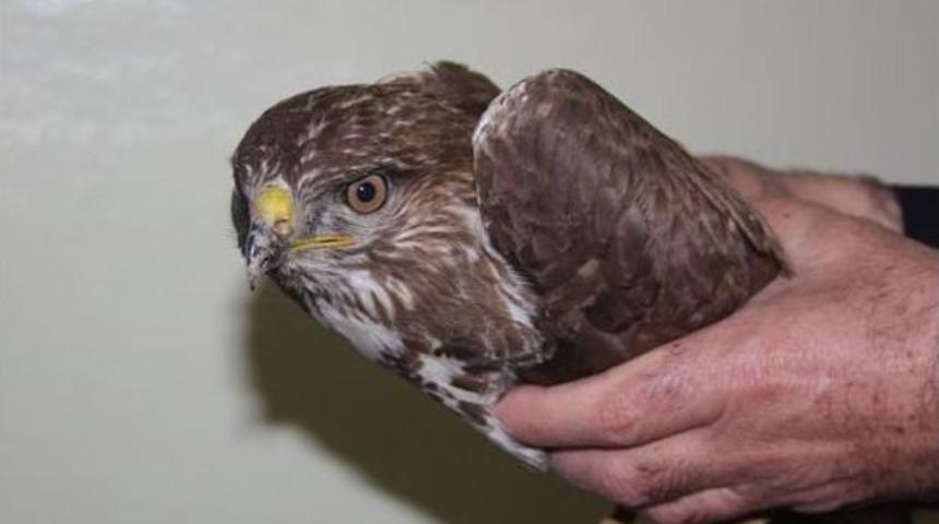 Yaralı Kartal Tedavi Altına Alındı