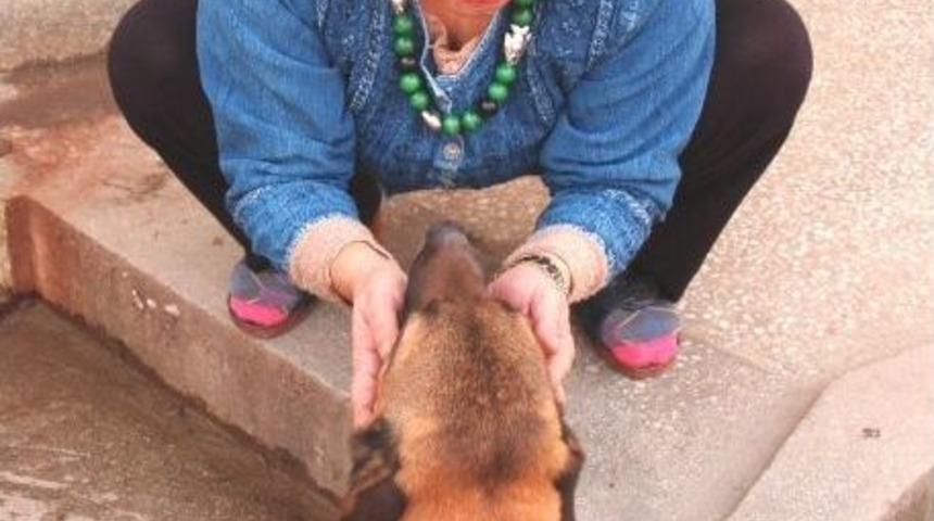 Sokak Sokak &Ccedil;alınan K&ouml;peğini Arıyor