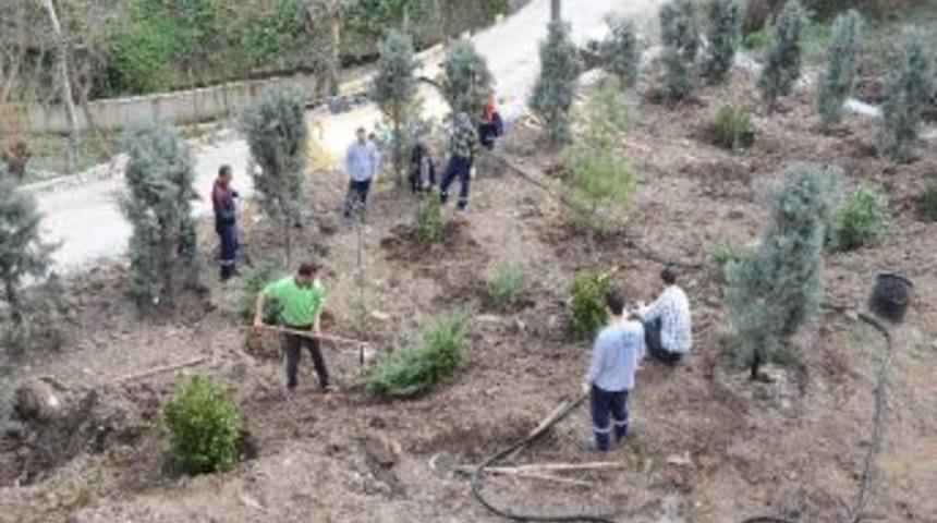 Başiskeleye Bu Yıl 10 Bin Ağa&ccedil; Dikilecek