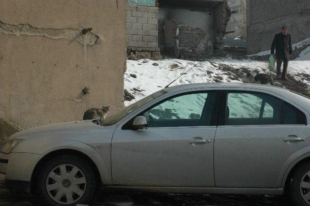 Erzurum’da Soğuk Hava Kedileri Otomobillerin Tavanına Çıkardı 1