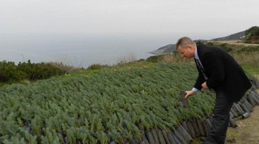 Kapıdağ'da 834 Hektar Alana Fıstık &Ccedil;amı Dikildi