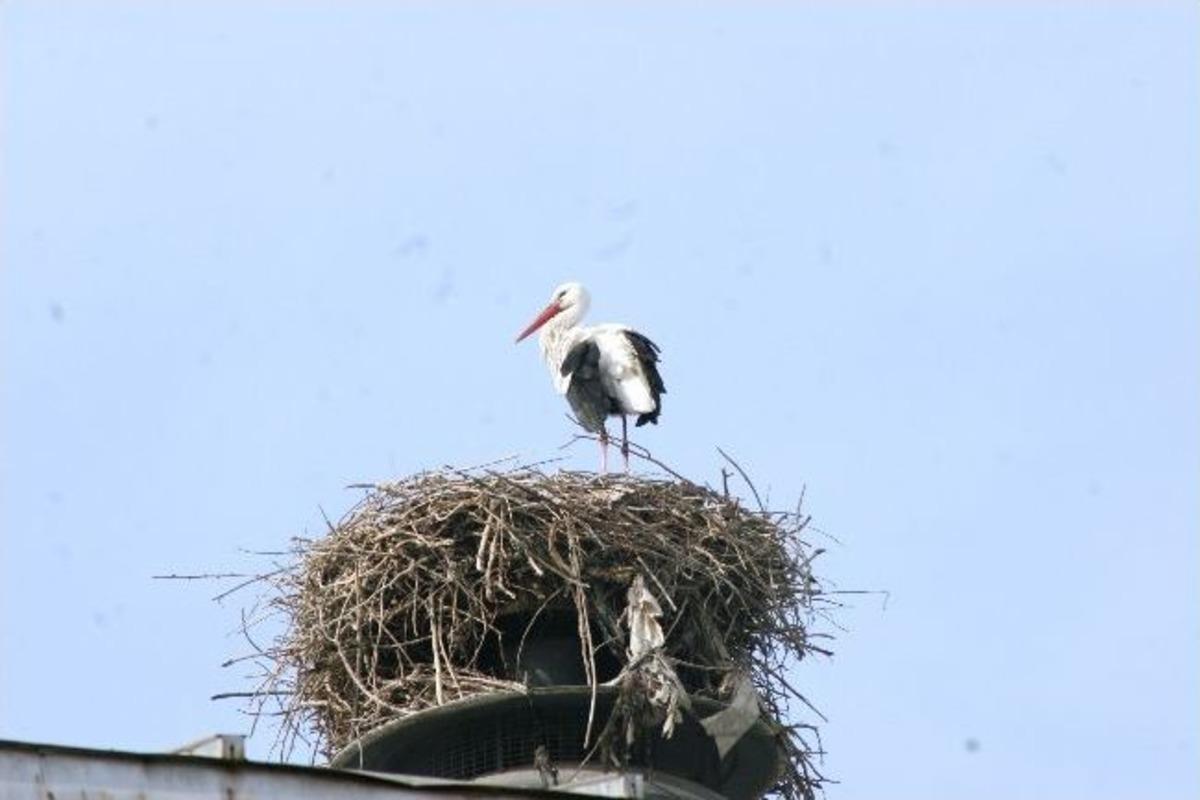 G&ouml;&ccedil;men Kuşlar Bir Ay Erken Geldi