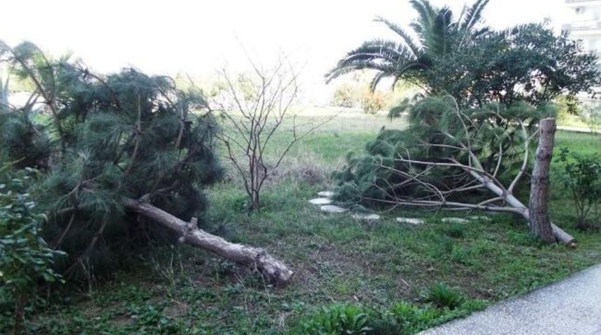 Ayvalık&rsquo;ta Ağa&ccedil;ları Kesen Kişiler Hala Bulunamadı