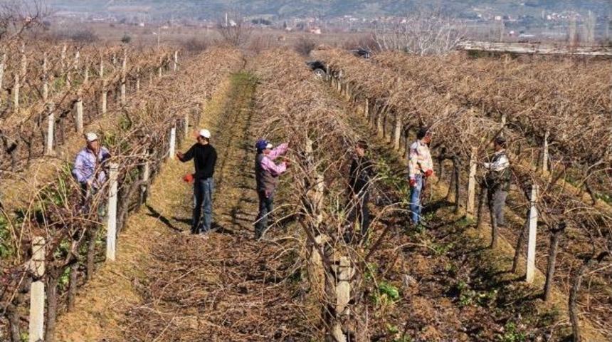Ege&rsquo;de Bahar Havası Yaşanıyor