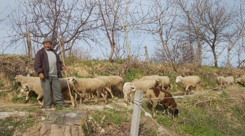 G&uuml;zel Hava &Ccedil;obanlara Yaradı