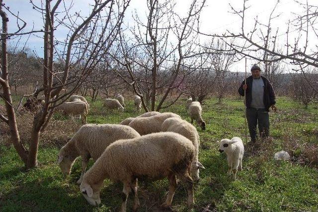 Güzel Hava Çobanlara Yaradı