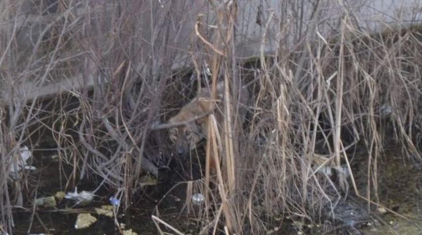 Su Kanalına D&uuml;şen K&ouml;peği İtfaiye Kurtardı