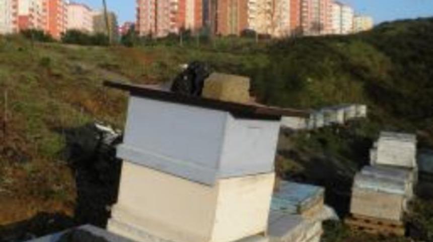 Şehrin G&ouml;beğinde Arı Kovanı