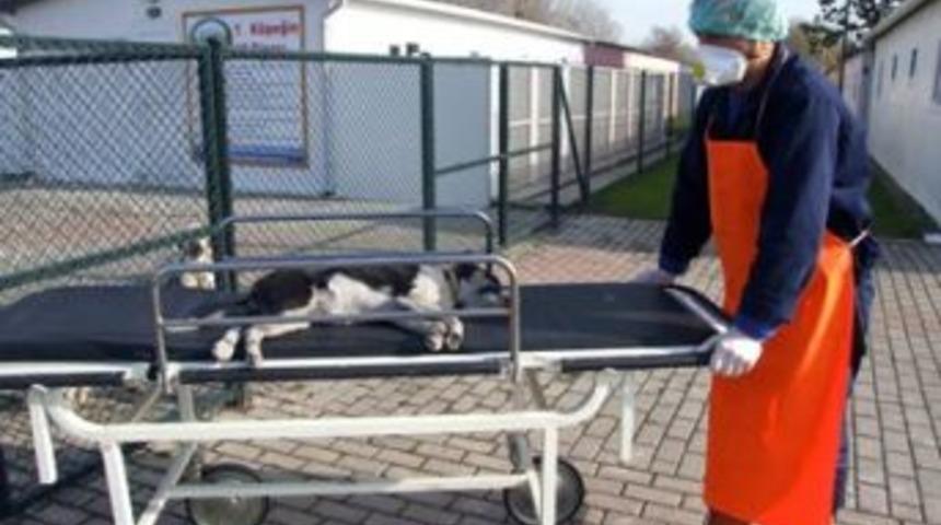 Yaralı k&ouml;pek &ouml;lmek &uuml;zereyken hayata d&ouml;nd&uuml;