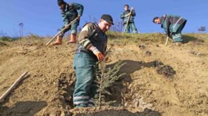 Umuttepe Kamp&uuml;s&uuml; ağa&ccedil;landırılıyor