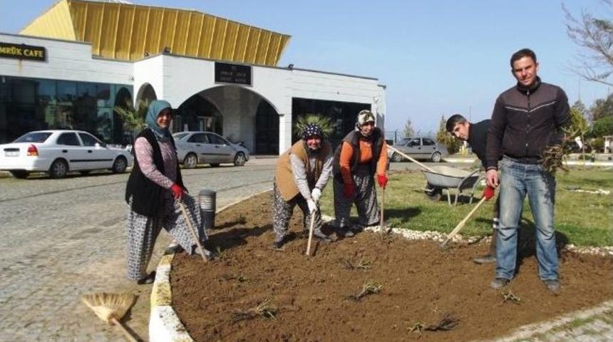Ayvalık’ta Gül Dikimi Tamamlandı