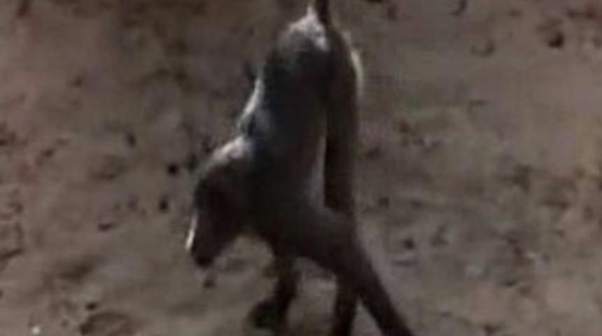 Bu hayvanlar şarhoş