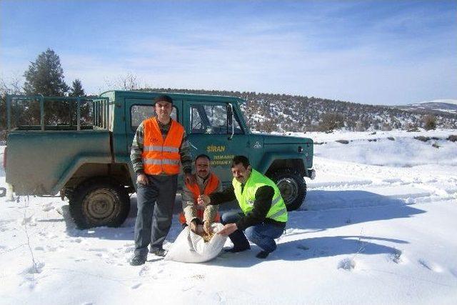 Şiran’da Yaban Hayvanları Unutulmuyor