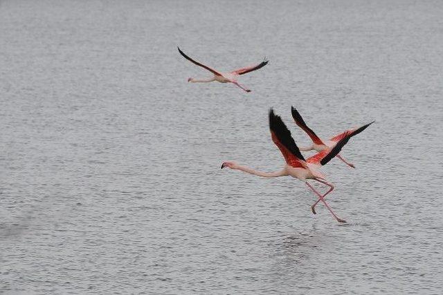Kuş Cenneti Şimdi De Balık Cenneti Olacak 1