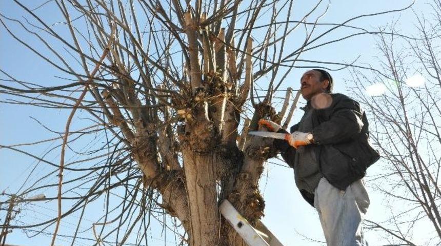 Kırklareli&rsquo;de Ağa&ccedil;lar Budanıyor