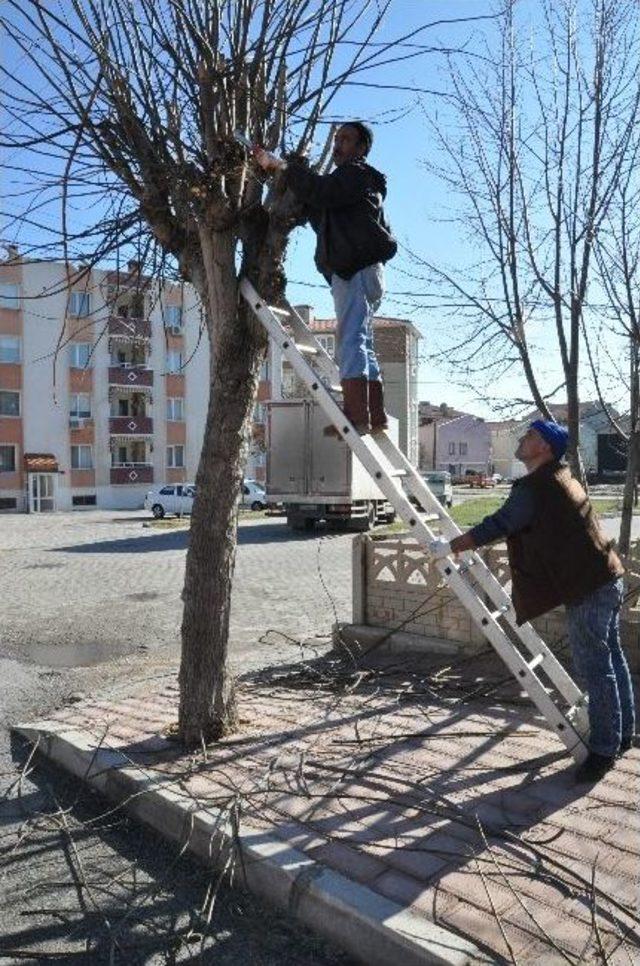 Kırklareli&rsquo;de Ağa&ccedil;lar Budanıyor 1