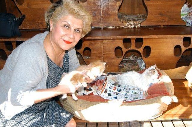 Adana'da Kedi Beslenme Ve Sığınma Evi Yetersiz