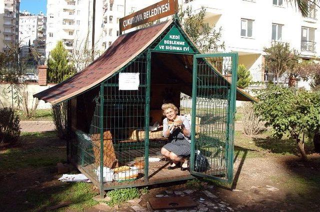 Adana'da Kedi Beslenme Ve Sığınma Evi Yetersiz