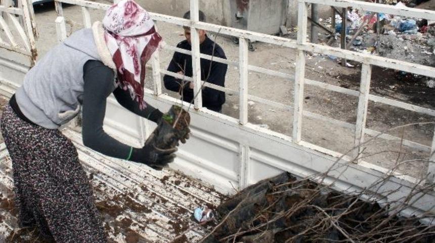 Silvan&rsquo;da &Ccedil;ift&ccedil;ilere Hibe Desteği İle Siirt Fıstığı Fidanı Dağıtıldı