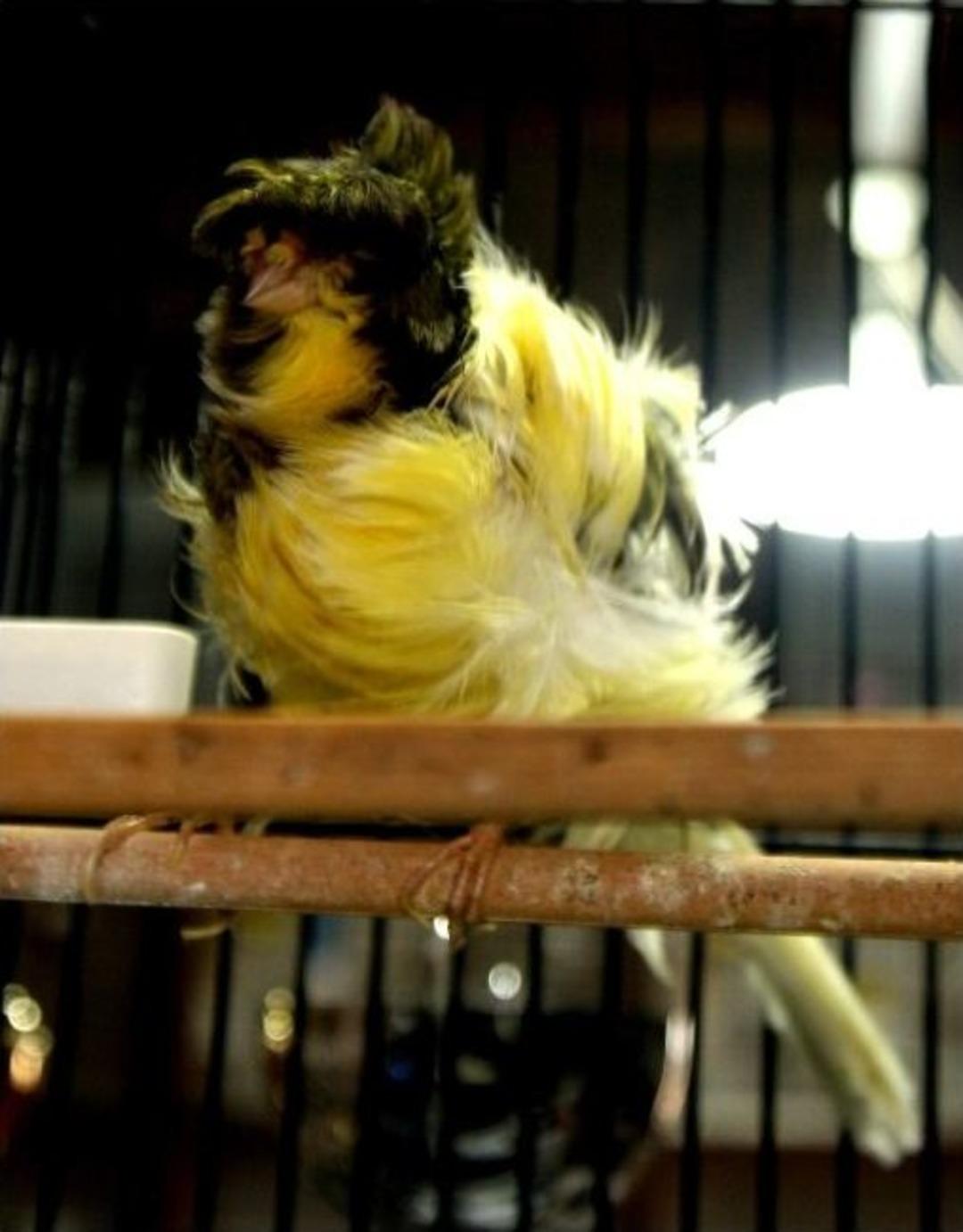 Uşaklı Harun Kılı&ccedil;&rsquo;ın Kanaryaları D&uuml;nya İkincisi Oldu