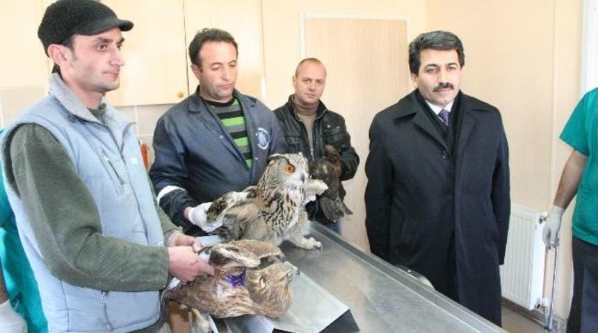 Yaralı Yaban Hayvanları Koruma Altında