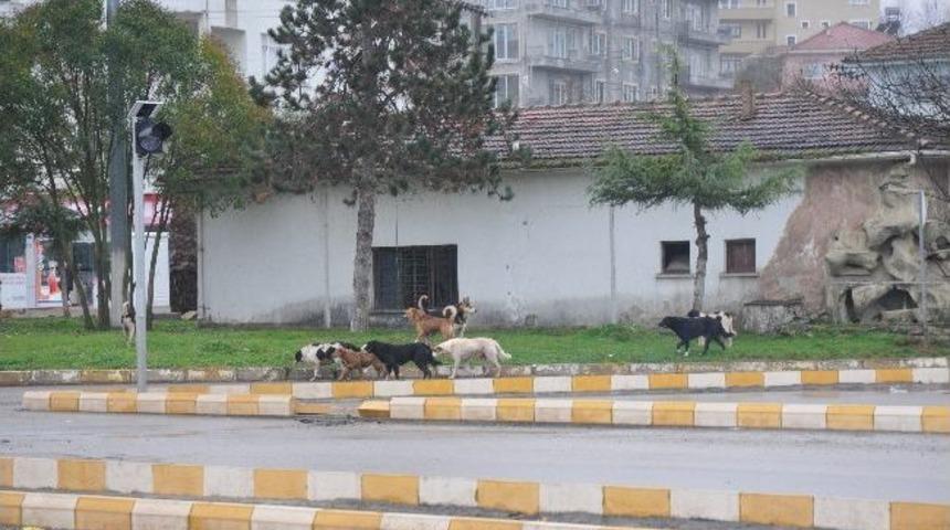 Başıboş K&ouml;pekler Vatandaşları Korkutuyor