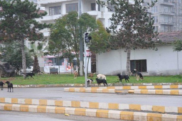 Başıboş Köpekler Vatandaşları Korkutuyor 1