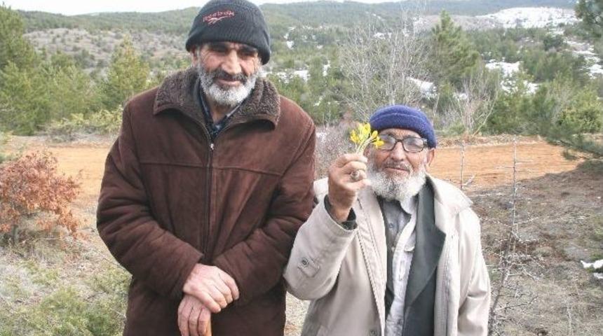 Yozgat&rsquo;ta Baharın M&uuml;jdecisi &Ccedil;iğdemler &Ccedil;ıktı