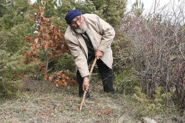 Yozgat&rsquo;ta Baharın M&uuml;jdecisi &Ccedil;iğdemler &Ccedil;ıktı 2