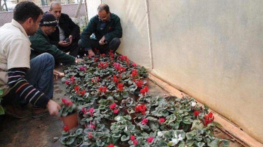 Yenişehir Fidanlığı Yenilendi