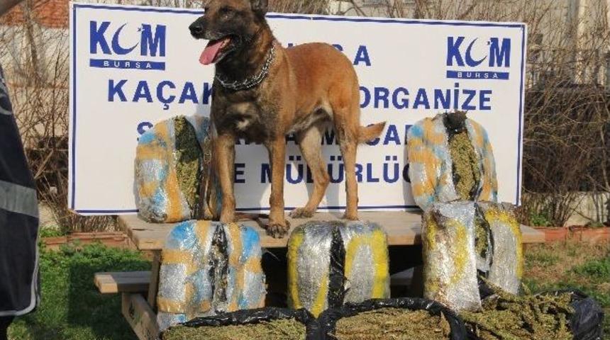 Zift, Narkotik K&ouml;peğini Engelleyemedi