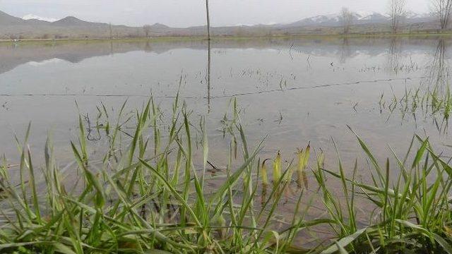 Ekili Alanların Sular Altında Kalması Endişelendiriyor