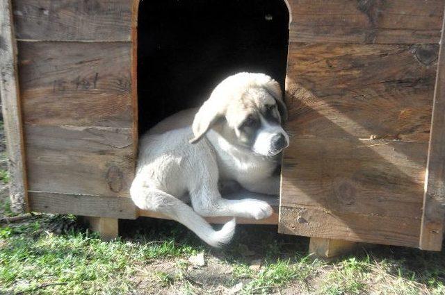 Müze Bekçisi Köpek Hırsızlara Karşı Jiletle Korunuyor