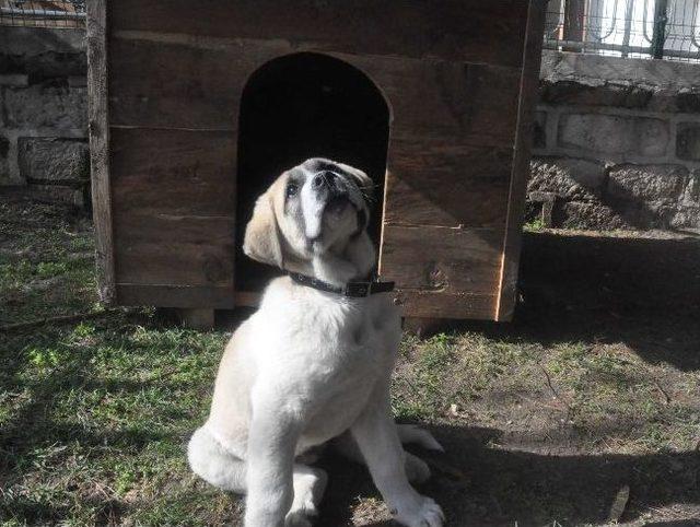 Müze Bekçisi Köpek Hırsızlara Karşı Jiletle Korunuyor