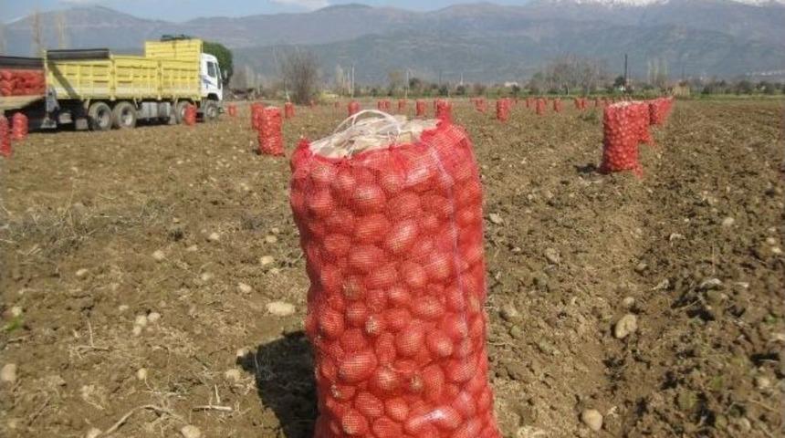 &Ouml;demiş'in Kış Patatesi, Nevşehir&rsquo;in Tohumluğu Oluyor