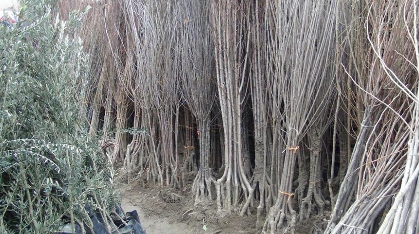 Cizre&rsquo;de Fidan Satışları Erken Başladı