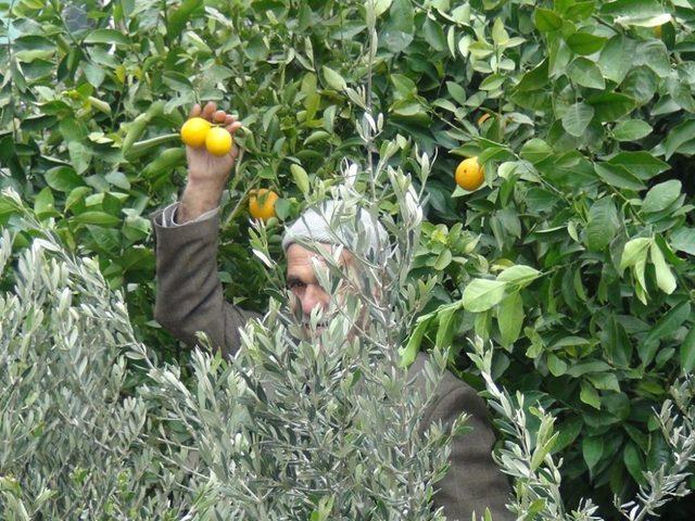 Cizre’de Fidan Satışları Erken Başladı