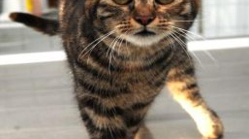 Minik Kedi, Sosyal Medya Sayesinde Hayata D&ouml;nd&uuml;