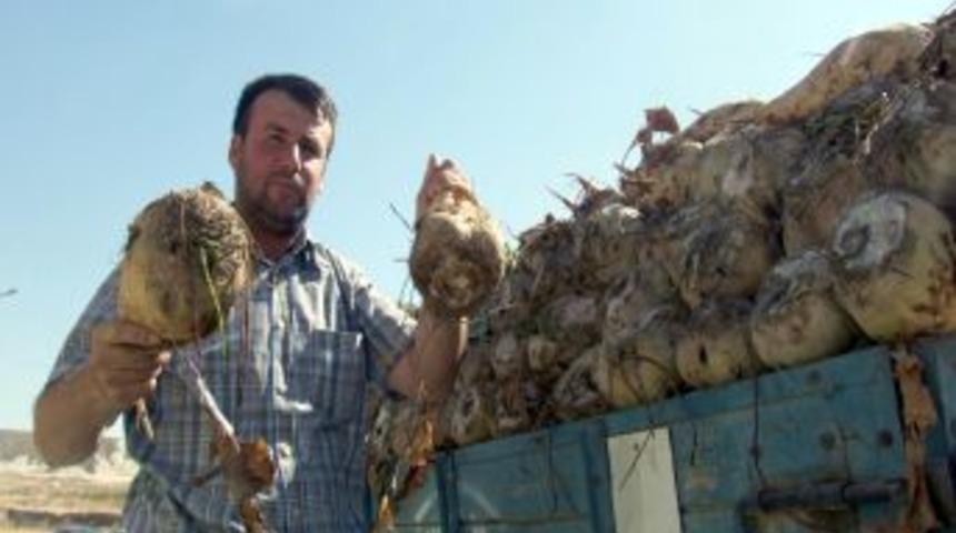 Elbistan Şeker Fabrikası&rsquo;na 430 Bin Ton Kota Verildi