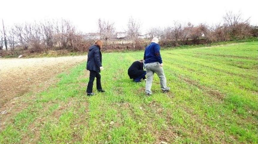 Buğday Tarımında Yabancı Ot M&uuml;cadelesinin &Ouml;nemi