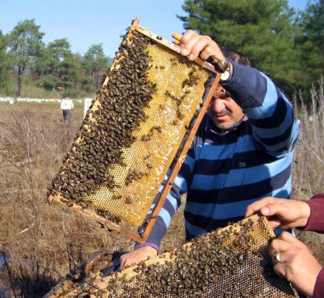 İstanbul&rsquo;da Yılda 2 Bin Ton Bal &Uuml;retiliyor 1