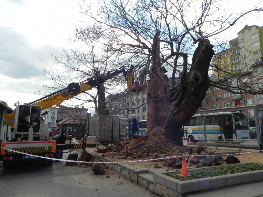 Fatih&rsquo;in &Ccedil;ınarları Bakıma Alındı