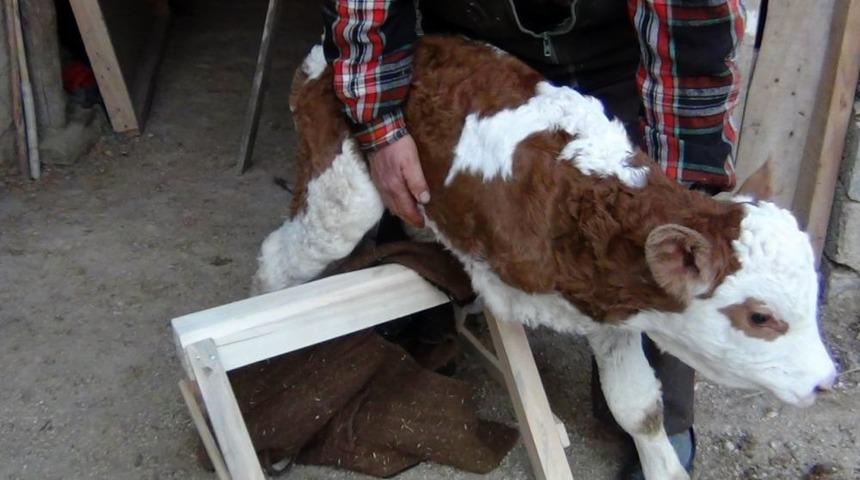 3 Ayaklı Doğan Buzağısına Protez Bacak Yaptıracak