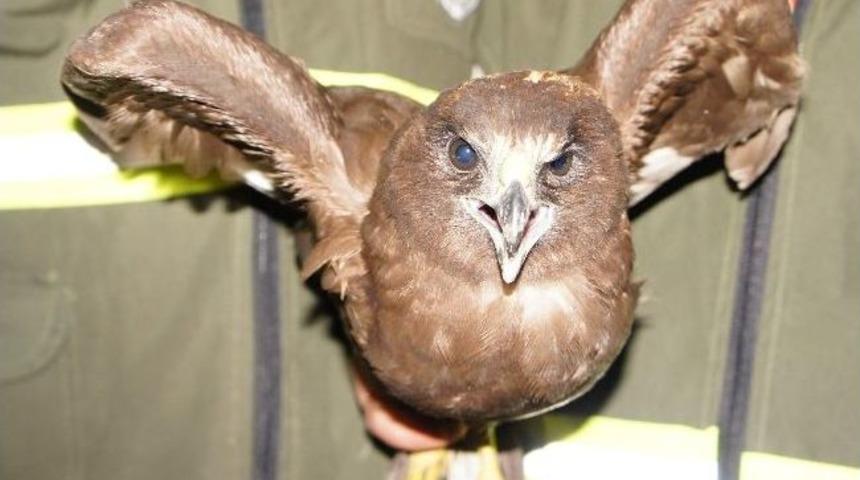 Yaralı Şahine Ormancı Şefkati