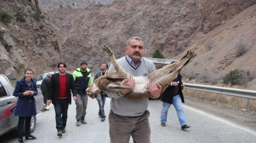 Yavru Yaban Ke&ccedil;isine Sahip &Ccedil;ıktı