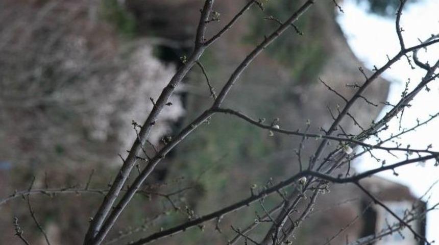 Kış Mevsiminde Ağa&ccedil;lar &Ccedil;i&ccedil;ek A&ccedil;tı