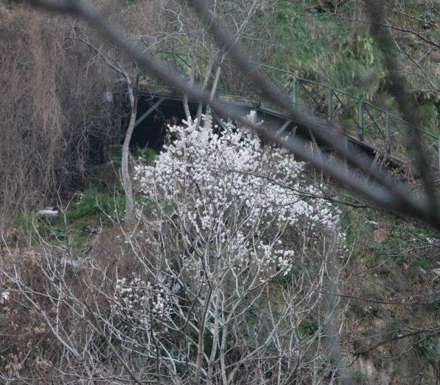 Kış Mevsiminde Ağa&ccedil;lar &Ccedil;i&ccedil;ek A&ccedil;tı 1